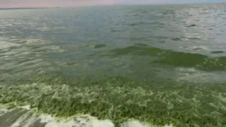 Կախված եղանակից այս տարի Սեւանի ծաղկման պրոցեսը ուշ սկսվեց, շուտ էլ վերջանալու է. Գայանե Շահնազարյան