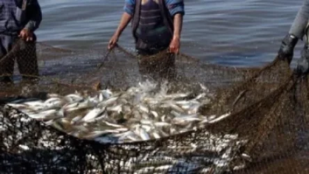 2005-ից մինչև հիմա Սևանա լճից բռնված ամբողջ սիգը եղել է անօրինական. Նախարարի պաշտոնակատար