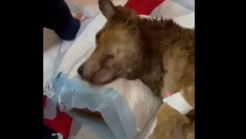 Հրազդանցին շանը կապել էր մեքենայից ու քարշ տվել․ կատարվում է քննություն