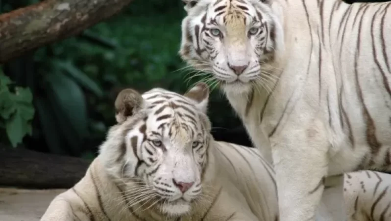 Հայաստանում վագրեր կբուծեն