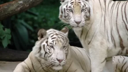 Հայաստանում վագրեր կբուծեն