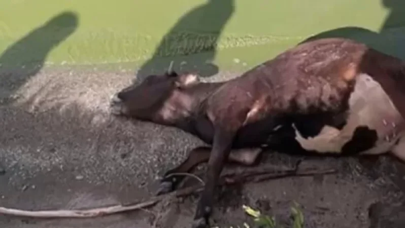 Անասնապահերը խուճապի մեջ են․ ինչու են կենդանիներն անսպասելի սատկում