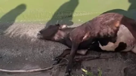 Անասնապահերը խուճապի մեջ են․ ինչու են կենդանիներն անսպասելի սատկում