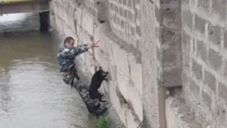 Շները դուրս են բերվել ջրանցքից․ ԱԻՆ