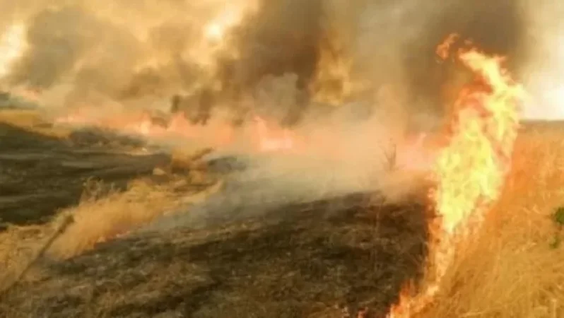 Խոտատարածքից կրակը տարածվել և այրել է գարու արտը