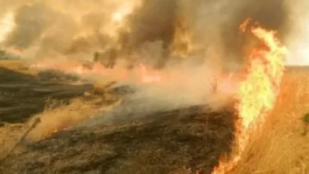 Խոտատարածքից կրակը տարածվել և այրել է գարու արտը