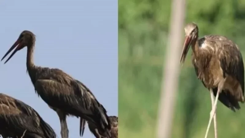 Աղտոտված արագիլներն անխուսափելիորեն անկում էին ապրելու․  քրգործ է հարուցվել