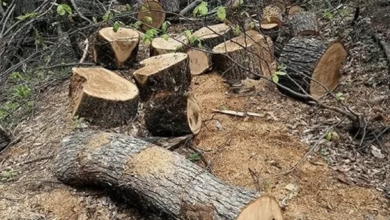 Ապօրինի հատվել է 131 հատ ծառ. 3 բնակչի մեղադրանք է առաջադրվել