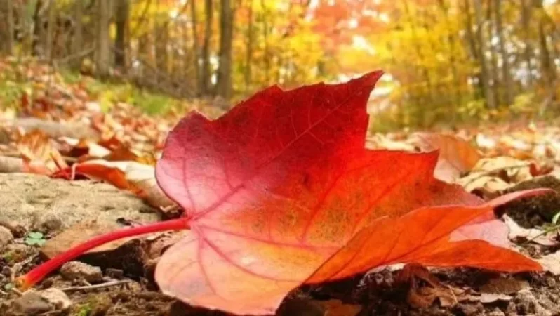 Առաջիկա օրերի եղանակը ՀՀ տարածքում