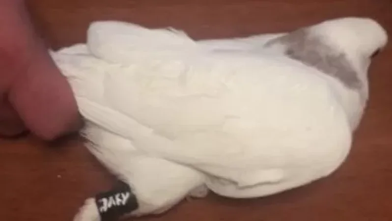 Դատապարտյալները փորձել են աղավնիների միջոցով թմրանյութ ստանալ