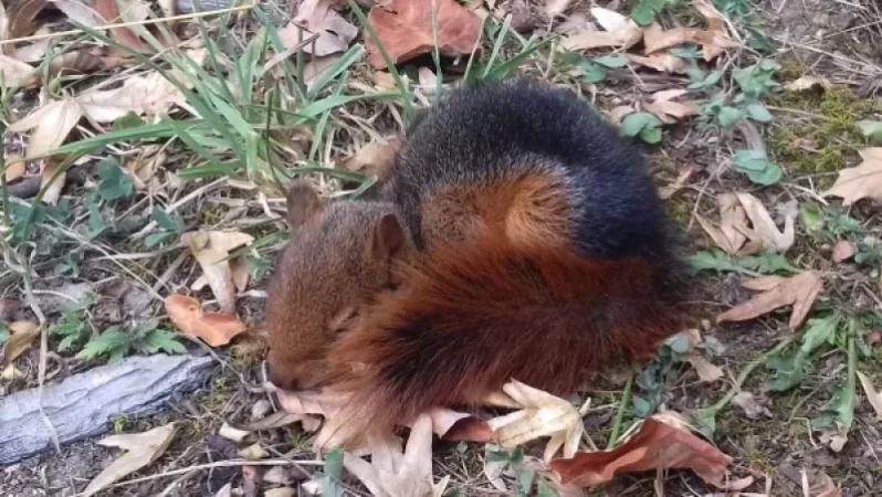 Դիլիջանում կովկասյան սկյուռի ձագուկ է նկատվել