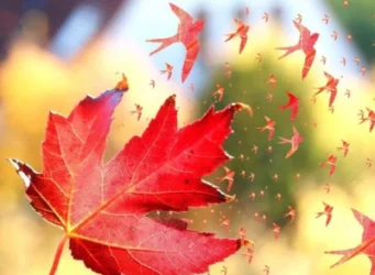 Սպասվում է -2 աստիճան ցուրտ. եղանակը՝ Հայաստանում