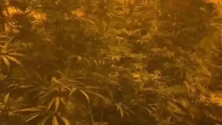 ՏԵՍԱՆՅՈՒԹ. Բնակարանում  հայտնաբերվել է մարիխուանայի մի ամբողջ պլանտացիա. ՌԴ