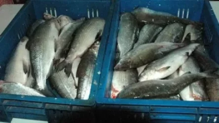 Ապօրինի ձկնորսություն, անտառահատումներ. ստուգումների արդյունքները