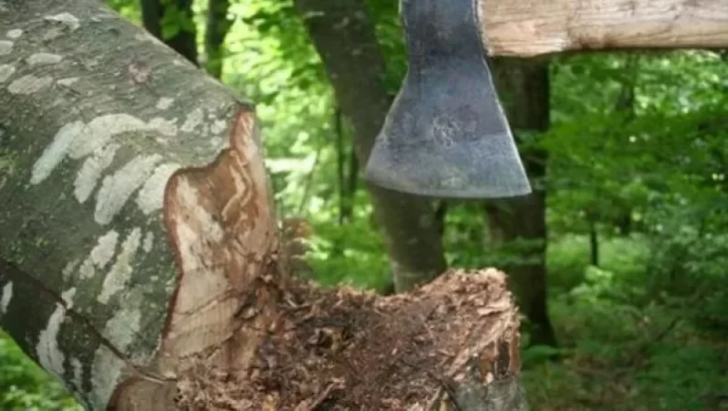 Բացահայտվել է ծառերի ապօրինի հատմամբ զբաղվող հանցավոր խումբ