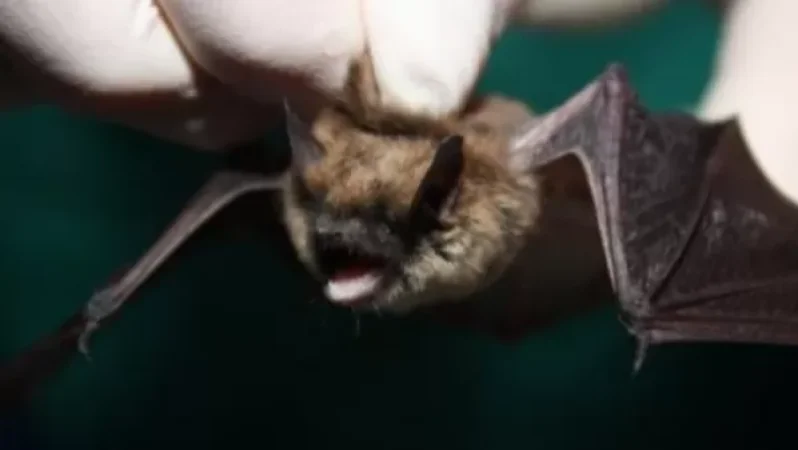 Մեծ Բրիտանիայի չղջիկների մոտ հայտնաբերվել է կորոնավիրուս