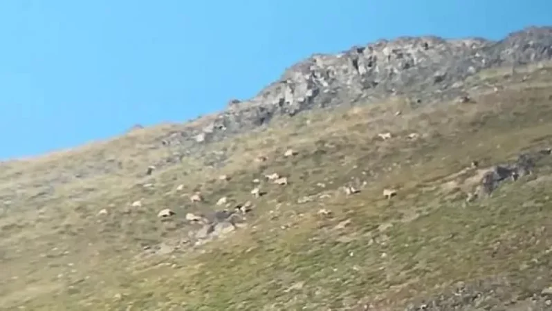 «Զանգեզուր» արգելավայրում արձանագրվել են հայկական մուֆլոններ