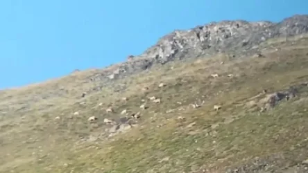 «Զանգեզուր» արգելավայրում արձանագրվել են հայկական մուֆլոններ