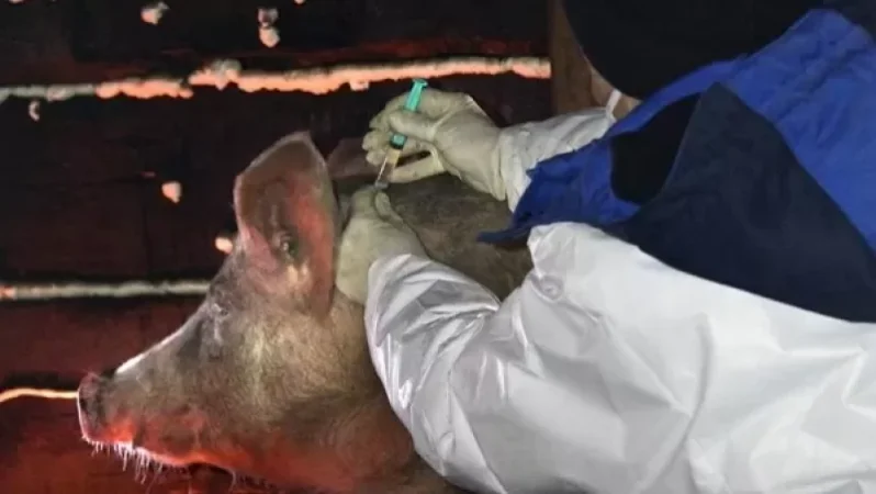 Կիևի մերձակայքում աֆրիկյան ժանտախտի բռնկում է գրանցվել․ Iz.ru