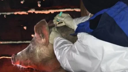 Կիևի մերձակայքում աֆրիկյան ժանտախտի բռնկում է գրանցվել․ Iz.ru