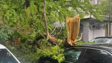 Վերջին 6 ամսում քանի՞ ծառ է տապալվել