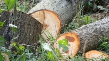 Ապօրինի հատվել է 2000-ից ավելի ծառ. ՔԿ-ն մանրամասնում է