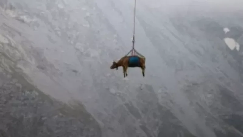 Շվեյցարիայում կովերը թռնում են. ինչպես են տեղափոխում կենդանիներին