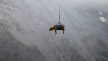 Շվեյցարիայում կովերը թռնում են. ինչպես են տեղափոխում կենդանիներին