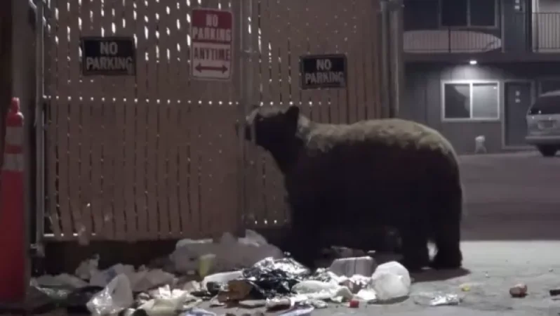 Bears Roam the Streets of California