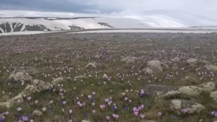 ՏԵՍԱՆՅՈՒԹ. Լեռան ստորոտում ձնծաղիկներ. Գագիկ Սուրենյան