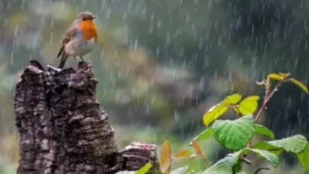 Առաջիկա օրերի եղանակը՝ ՀՀ տարածքում