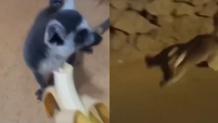 ՏԵՍԱՆՅՈՒԹ․ Կատվային լեմուր՝ Մոսկվայի փողոցներում