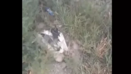 ՏԵՍԱՆՅՈՒԹ․ Արագիլները կրկին աղտոտվում են ու սատկում