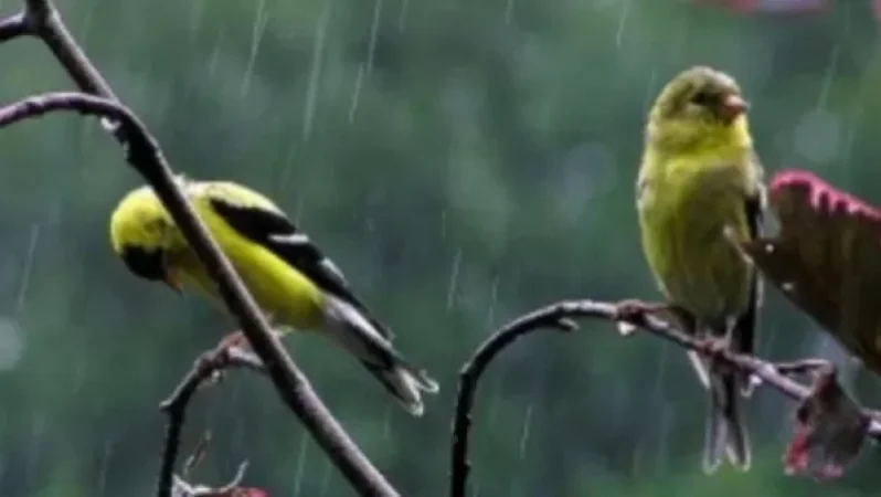 Կկարճատև անձրև և ամպրոպ է սպասվում. եղանակի կանխատեսում