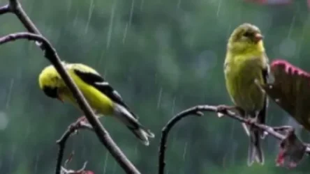 Կկարճատև անձրև և ամպրոպ է սպասվում. եղանակի կանխատեսում