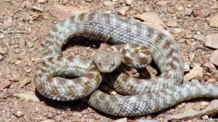 Հանրապետությունում օձերն ակտիվացել են