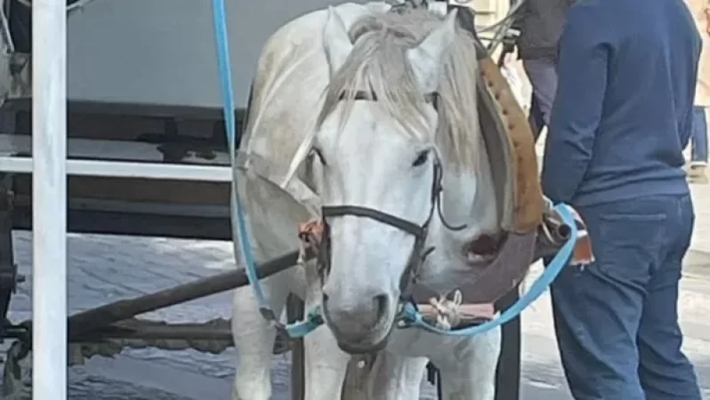 7 տարեկան «Բույանը»․ տերն ասում է՝ ինքը կենդանասեր է և ձիուն չի շահագործում