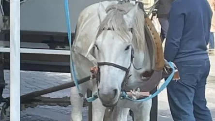 7 տարեկան «Բույանը»․ տերն ասում է՝ ինքը կենդանասեր է և ձիուն չի շահագործում