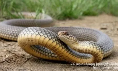 Փրկարարները 2 սահնօձ, 4 շահմար, 1 չպարզված տեսակի օձ են բռնել