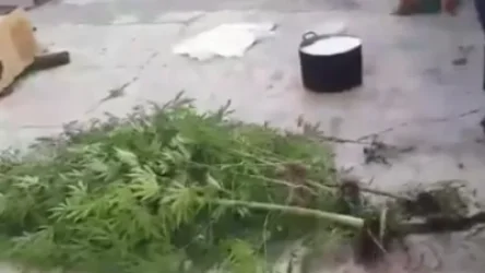 ՏԵՍԱՆՅՈՒԹ. Գետափնյայի բնակչի տնից ոստիկանները կանեփի 852 բույս եւ 144 գրամ մարիխուանա են հայտնաբերել