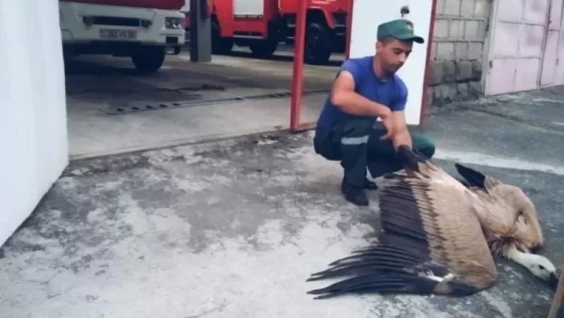 Փրկարարները հայտնաբերել են սպիտակագլուխ անգղ, որը չէր կարողանում թռչել