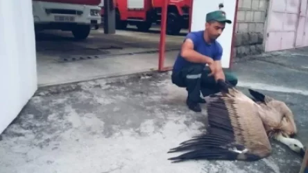 Փրկարարները հայտնաբերել են սպիտակագլուխ անգղ, որը չէր կարողանում թռչել