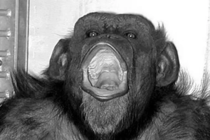 Անկել է աշխարհի ամենահայտնի շիմպանզեն. նա կարողանում էր մշակել թվեր և տարբերակել գույները