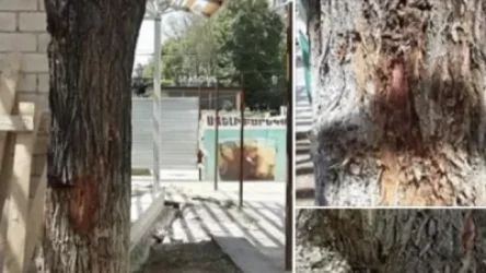 Երևանի քաղաքապետարանը պարզաբանել է, թե ինչու է վերջերս Մաշտոցի պուրակում ծառեր հատվել