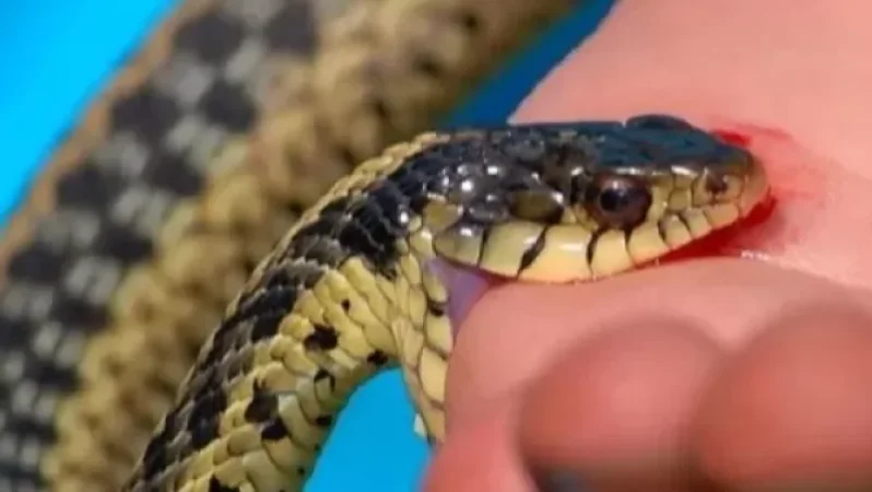 Մասնագետը խորհուրդ է տալիս՝ ի՞նչ անել, եթե օձին տեսնում եք հարձակման դիրք ընդունած