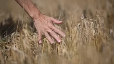 Հունաստանը ցանկանում է ՄԱԿ-ի աջակցությամբ Թուրքիայի հետ միասին ուկրաինական հացահատիկ արտահանել