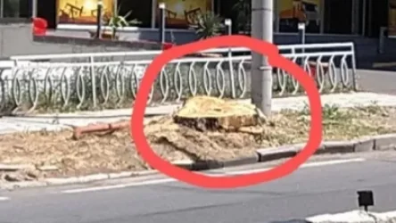 Կենդանաբանական այգու դիմաց ծառեր են հատվել․ քաղաքապետարանից պարզաբանում են