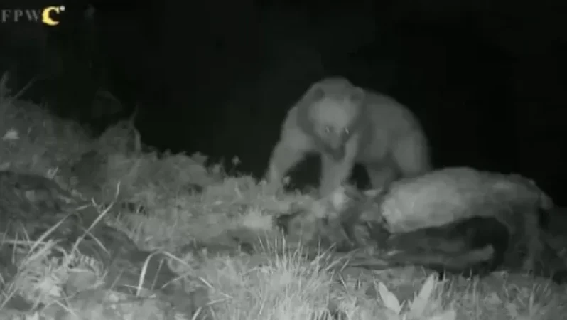 Ահազանգ. արջերի աննախադեպ ակտիվացում` Վայոց ձորի մարզում