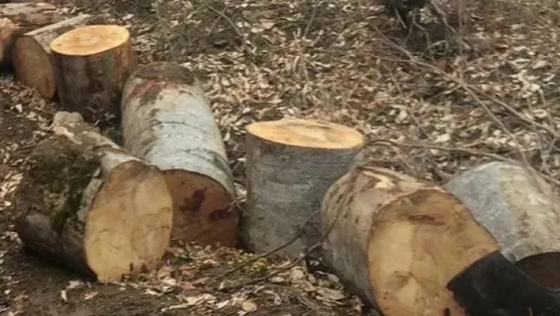 Հրազդանի ոստիկանները ապօրինի ծառահատման դեպք են բացահայտել