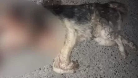 ՏԵՍԱՆՅՈՒԹ. Դիլիջանում շան վրա կրակողը ներկայացել է ոստիկանություն